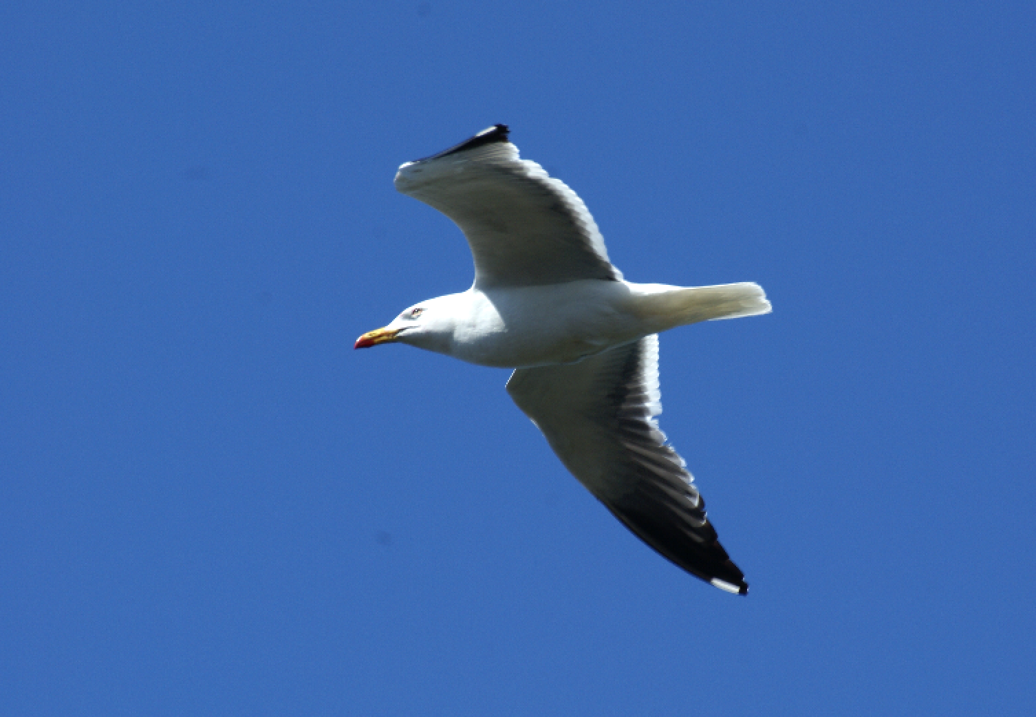 Mouette