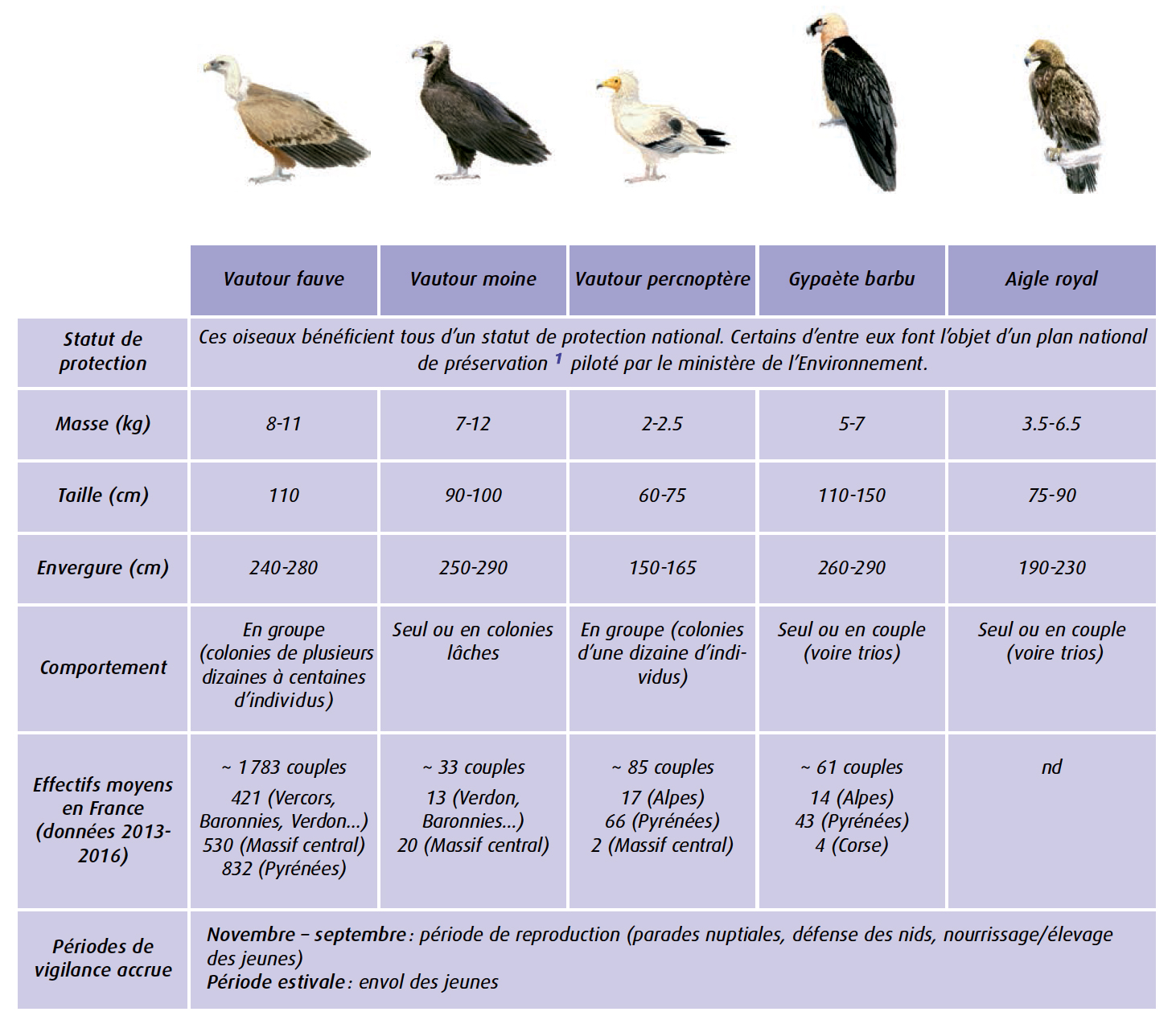 Rapaces